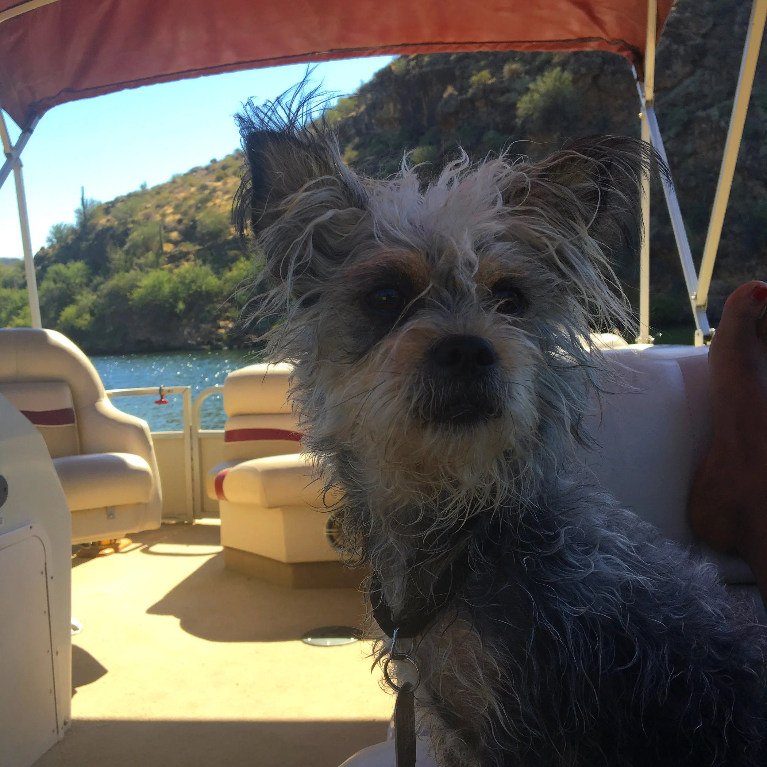 Dog relaxing on a pontoon boat surrounded by the Sonoran Desert landscape at Saguaro Lake, Arizona.