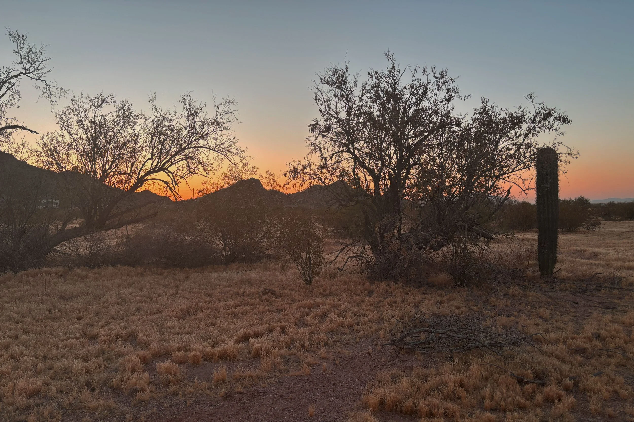 A desert landscape at sunset with sparse leafless trees, a cactus, mountain silhouettes in the background, and a dirt path in the foreground.