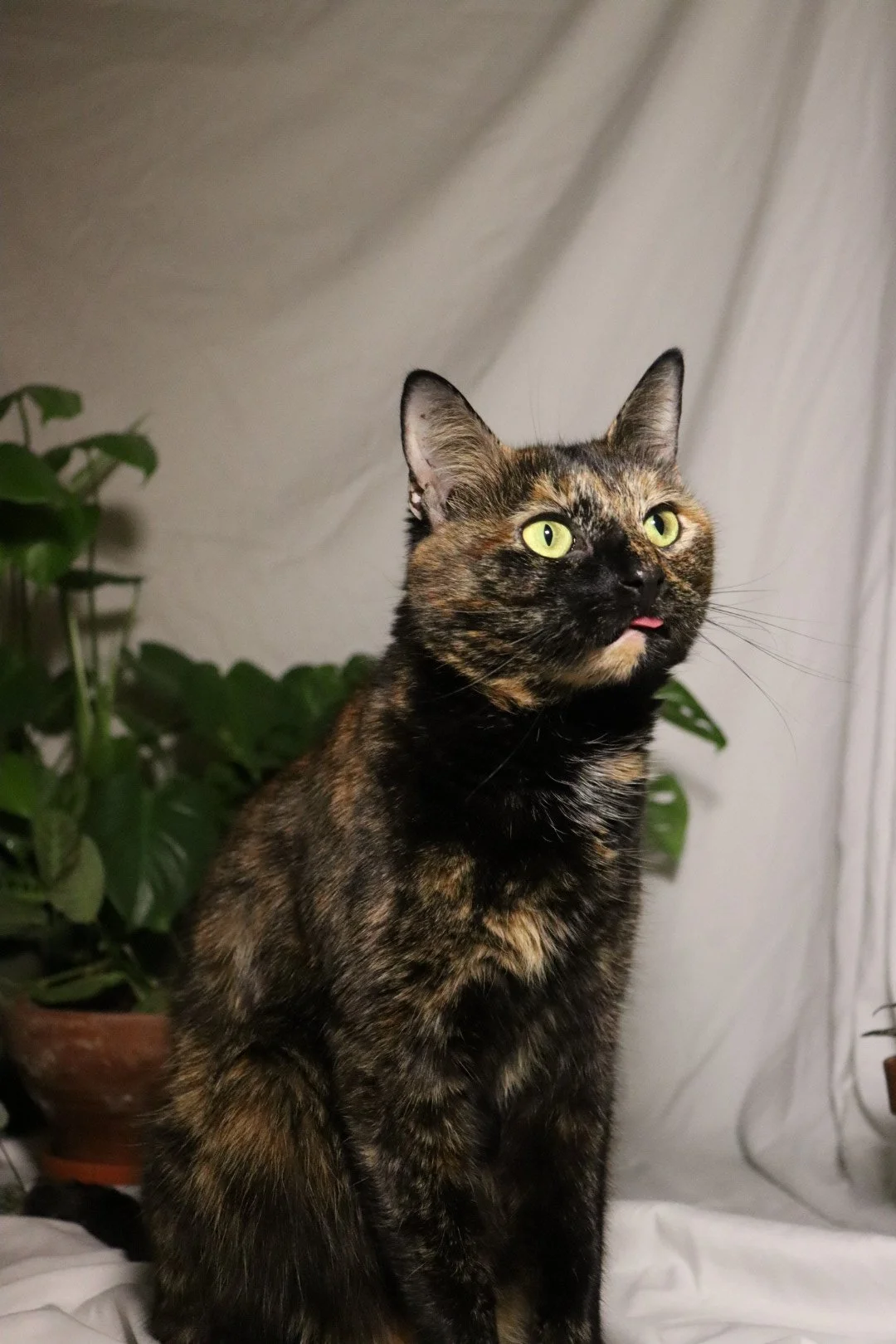 A tortoiseshell cat with bright green eyes and pink tongue slightly sticking out, sitting indoors near green houseplants and a plain backdrop.