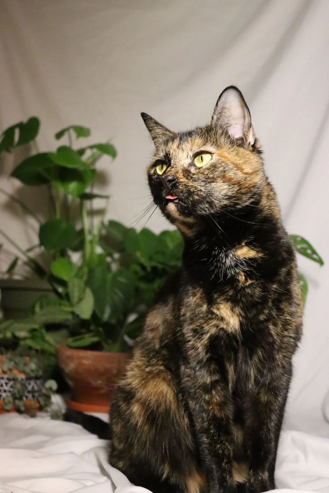 A tortoiseshell cat sitting on a white surface with a green potted plant in the background, looking to the side with its tongue slightly sticking out.