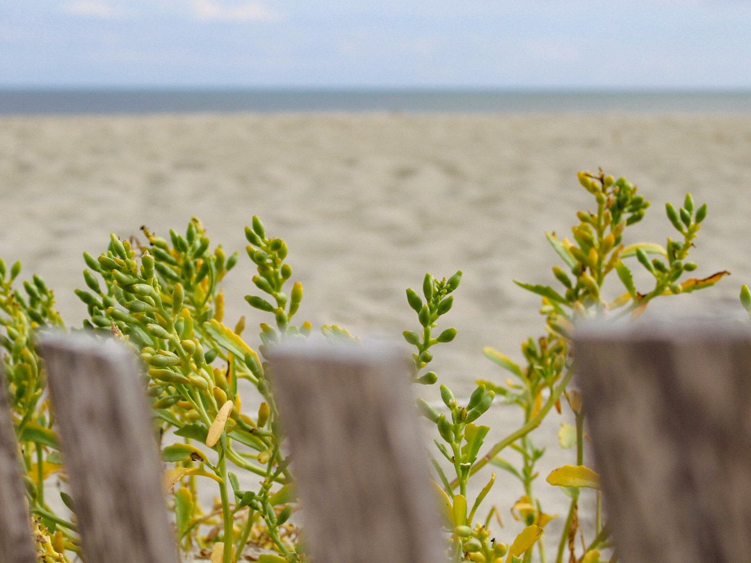 Sea oats and other coastal plants growing behind a weathered wooden fence on a sandy beach with an ocean in the background.
