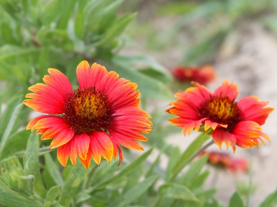 Close-up of two vibrant orange and red flowers with yellow accents and dark centers surrounded by green leaves.