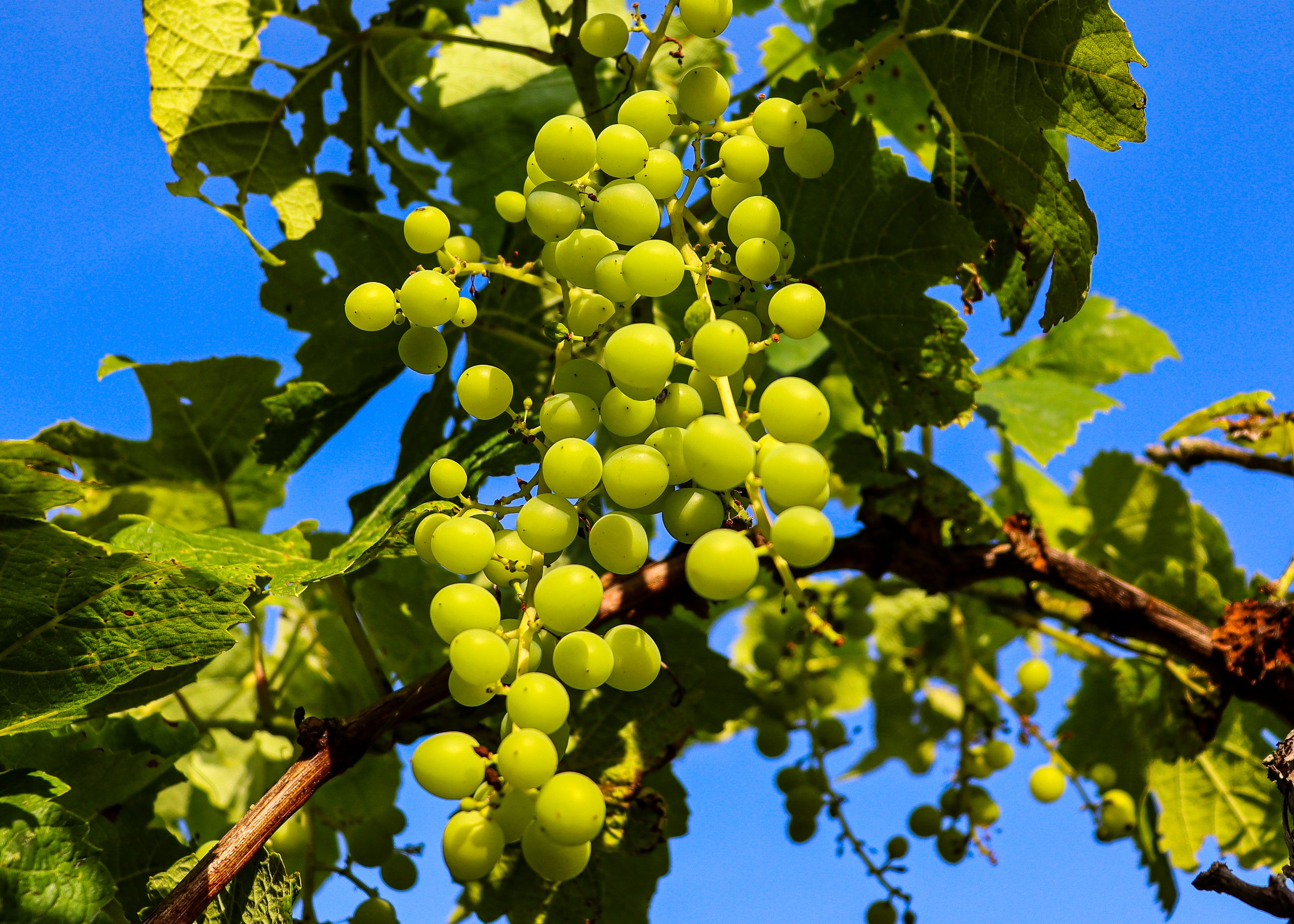 Green grapes hanging in a cluster on a vine with green leaves and a blue sky in the background.