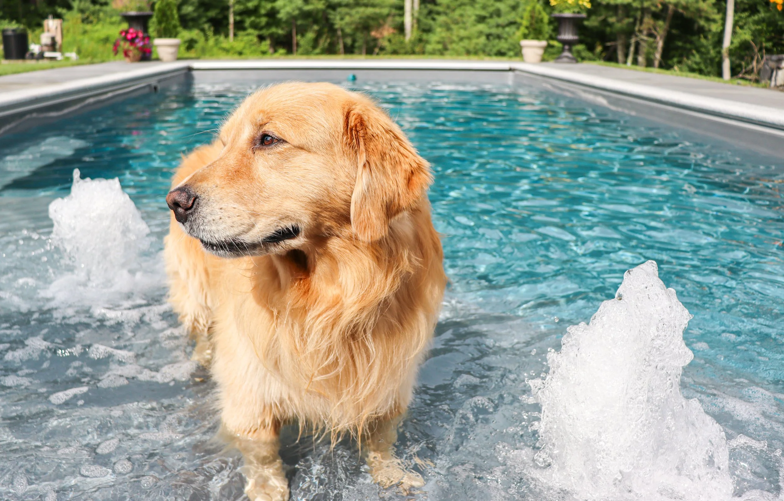 Golden retriever dog standing in a swimming pool on a sunny day.