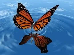 Start a Monarch Butterfly Conservation Program at your School or Workplace