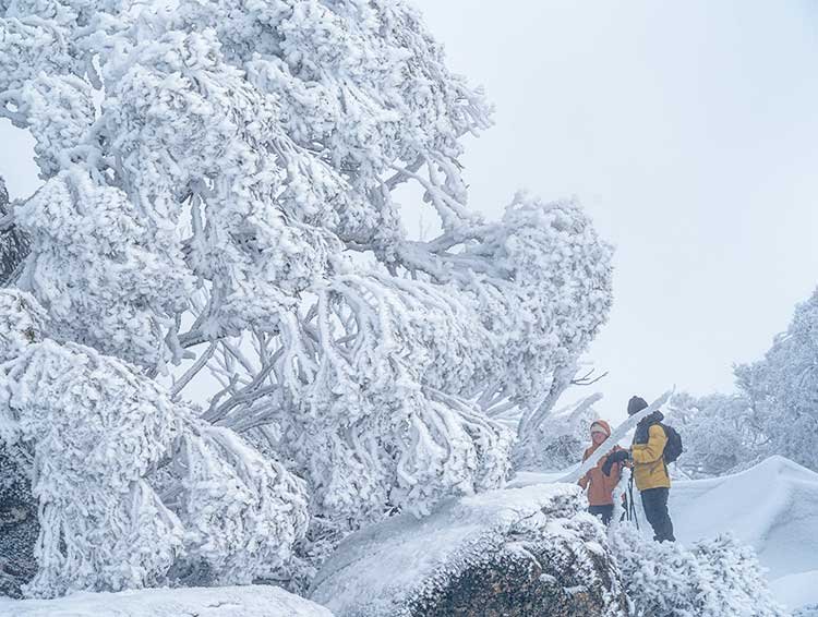 Photographing frozen snow gums on a winter snowshoe tour