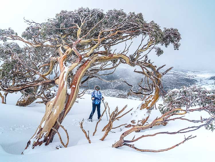 Among the wind-bent snow gums above Dead Horse Gap