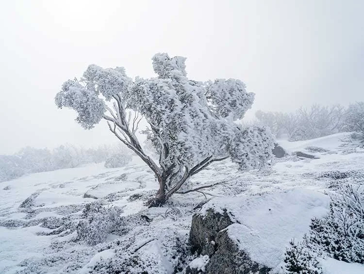 Frozen snow gum forest on the Rock Creek valley route