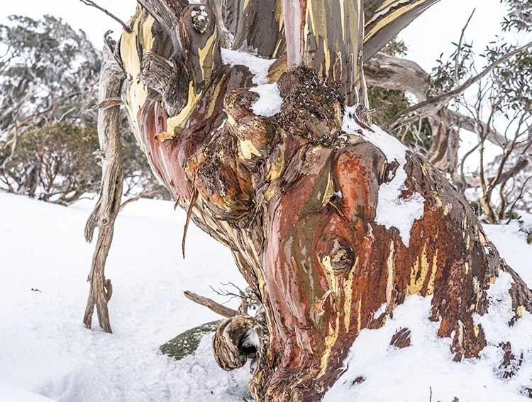 Twisted snow gum on the South Ramshead ascent