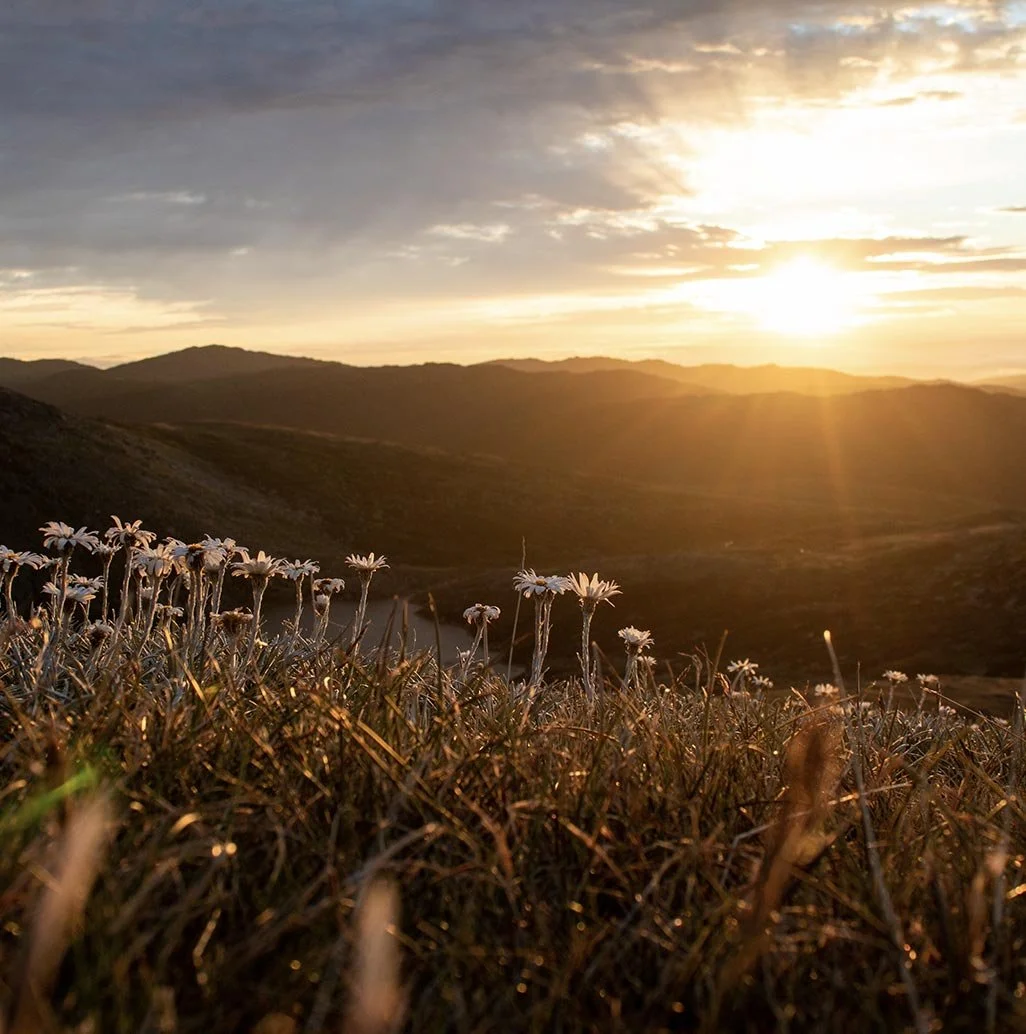 A serene sunrise over the rugged terrains of Kosciuszko National Park, Snowy Mountains, Australia. The golden sun casts its glow on a cluster of delicate white flowers in the foreground, while the distant mountains are silhouetted against a cloudy sk