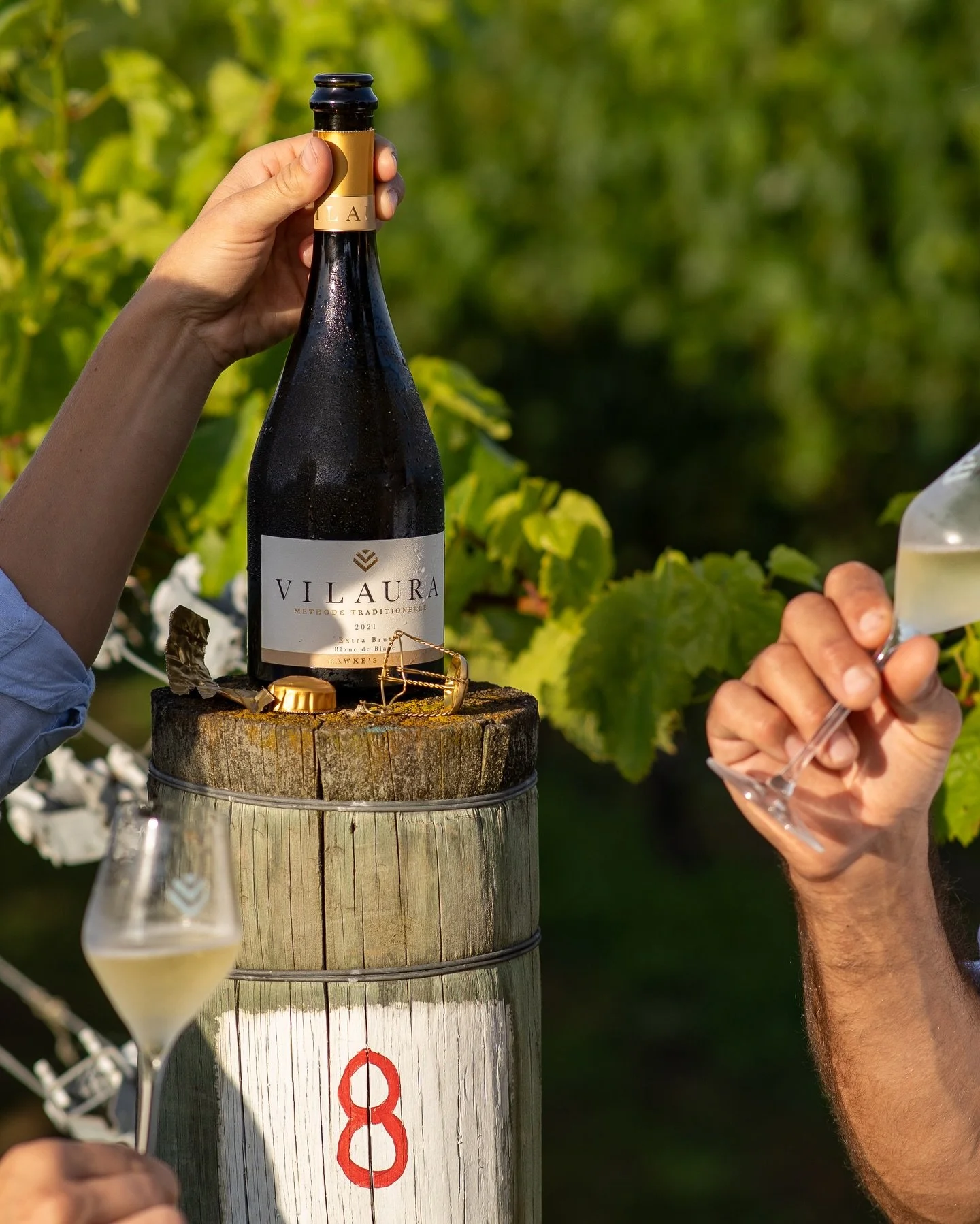 Celebrating VILAURA&rsquo;s 8th vintage! 

Hand harvesting Chardonnay Clone 95 from our coastal vineyard in the Hawkes Bay. 

#winemaking #nzwine #methodetraditionelle #vilaura 📸 @mifarr