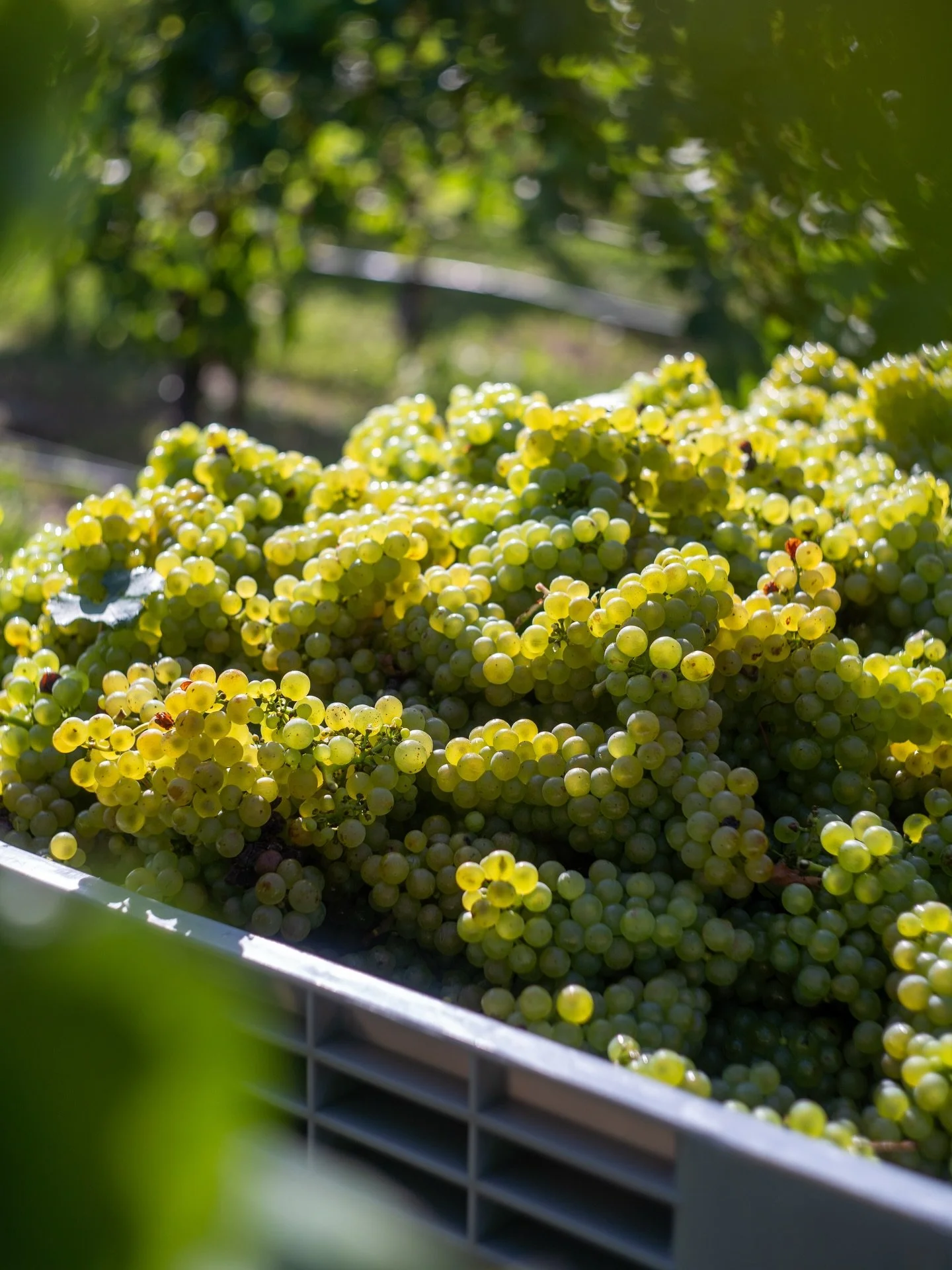 Capturing a single moment of time in each bottle of VILAURA.

The timing of the VILAURA harvest is our focus in designing wines that reflect their purity of place.

Whole bunch &amp; hand harvested is the only way to honour the traditions of the Cham