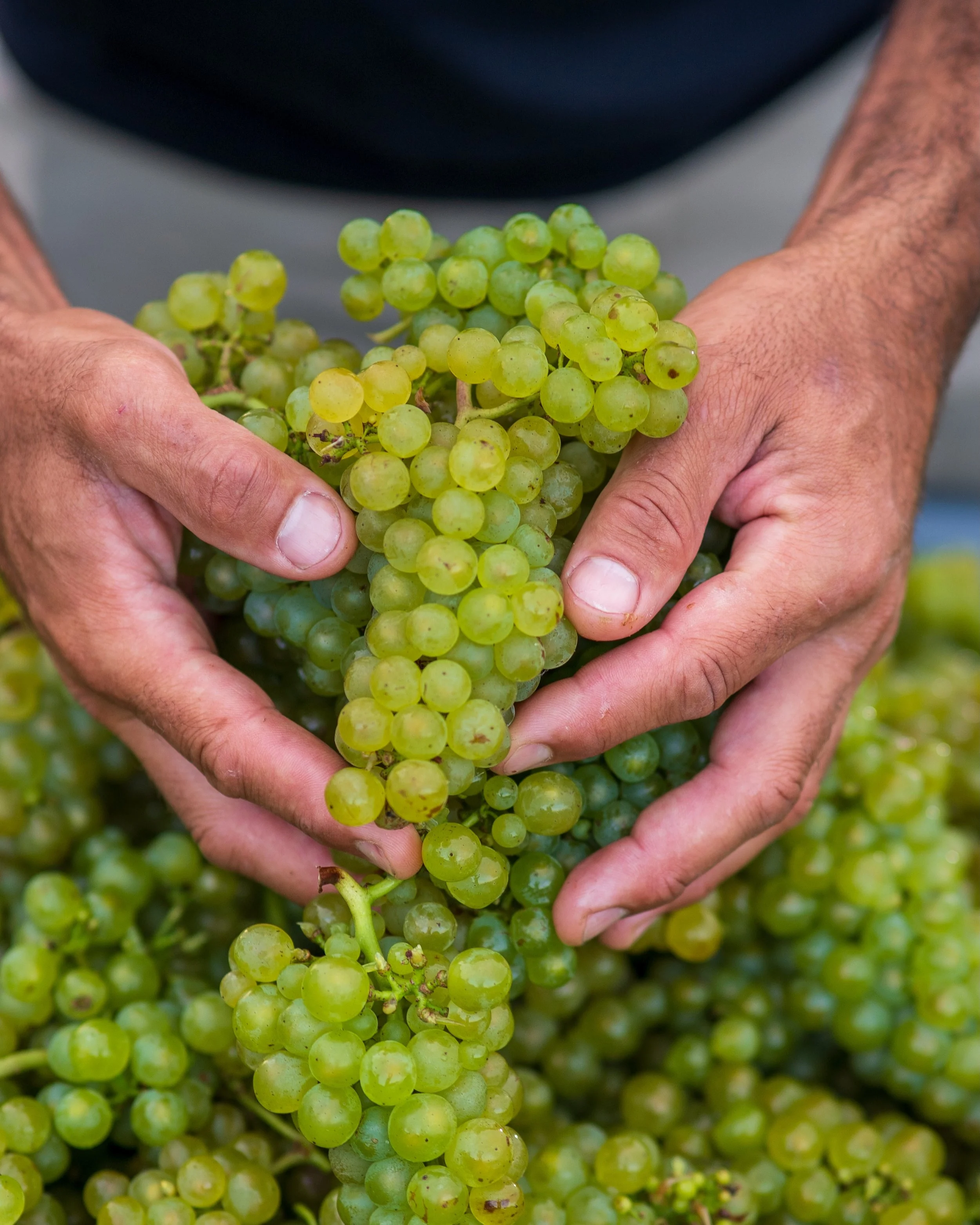 Today VILAURA raises its glass of Blanc de Blanc to celebrate with the world INTERNATIONAL CHARDONNAY DAY.
Where would we be without this classy grape variety that fills our flutes with crisp, citrus and mineral driven sparkling wine.
The Chardonnay 