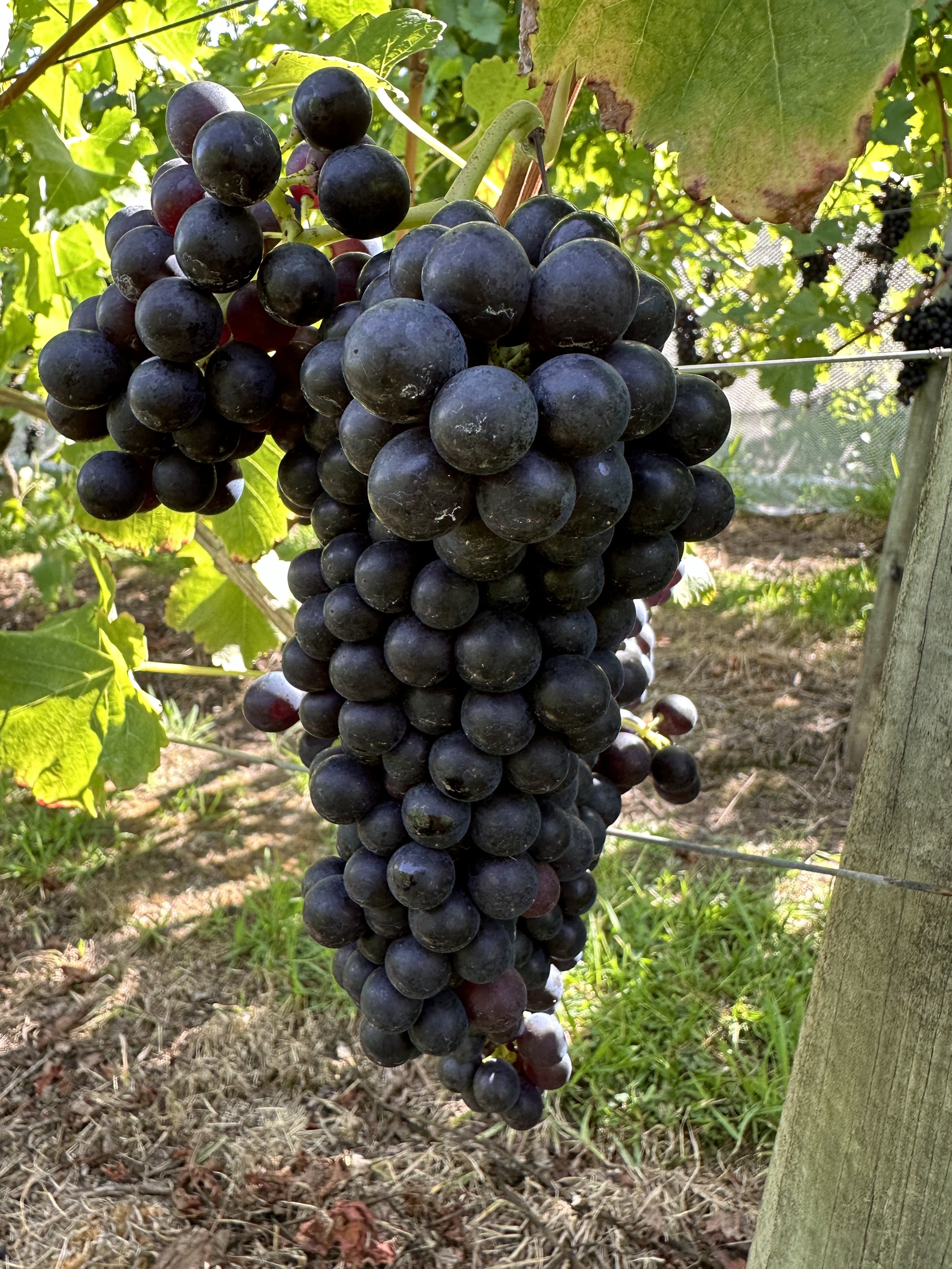 JR Syrah Grapes.jpeg