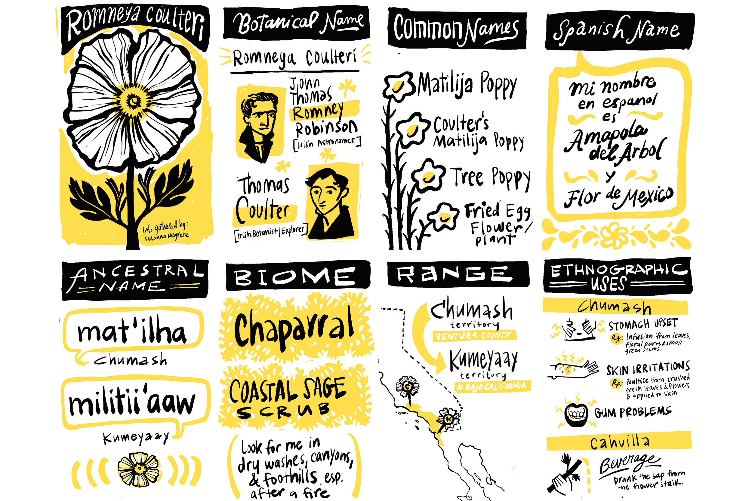 Matilija_Poppy_Zine_02_3-2Ratio.png