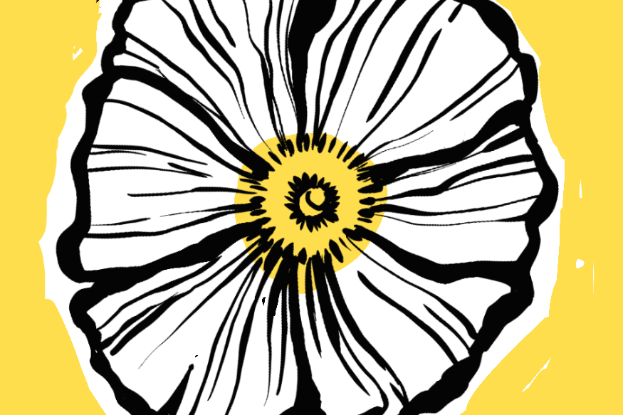 Matilija Poppy Zine