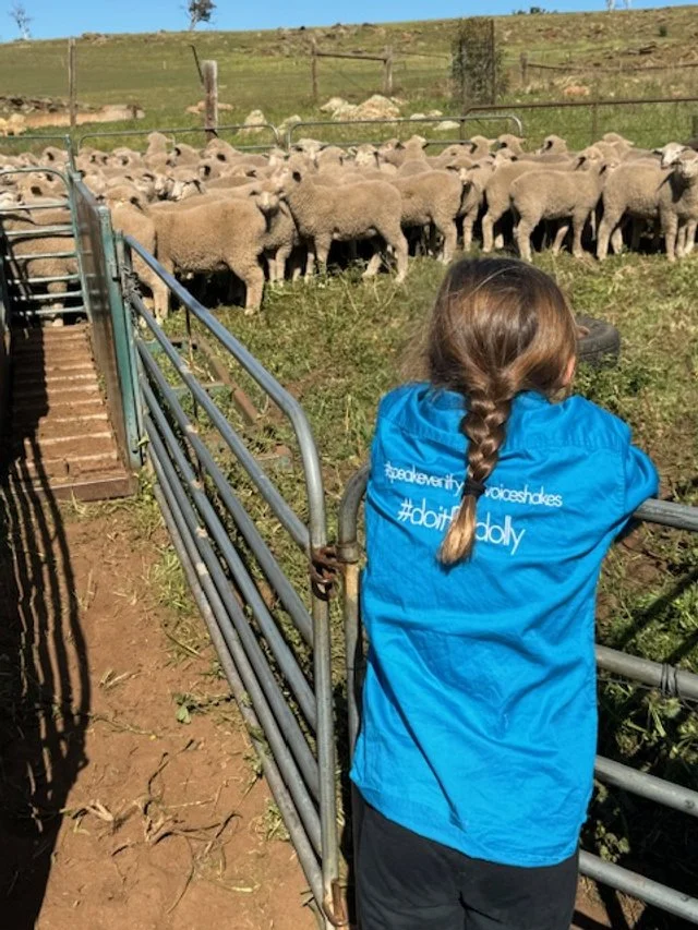 Spring Lamb — Peppermint Ridge Farm Co - Adelaide Hills