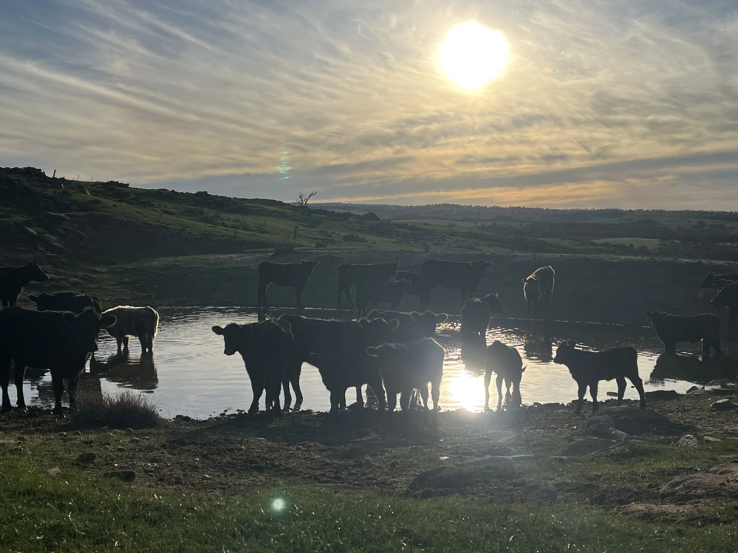Short and Sweet on BEEF BOXES
