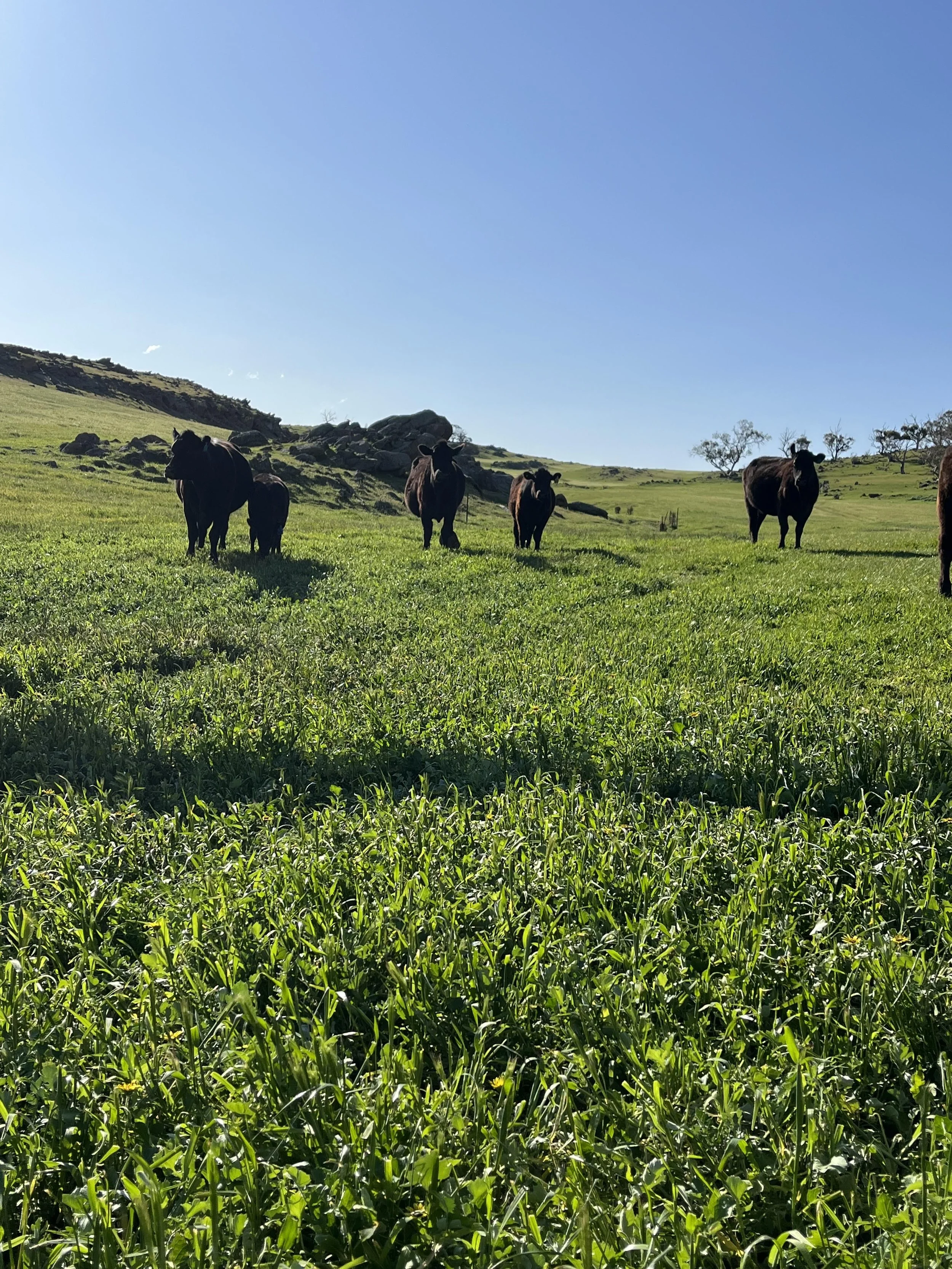 Delivery Grass Fed Beef Boxes