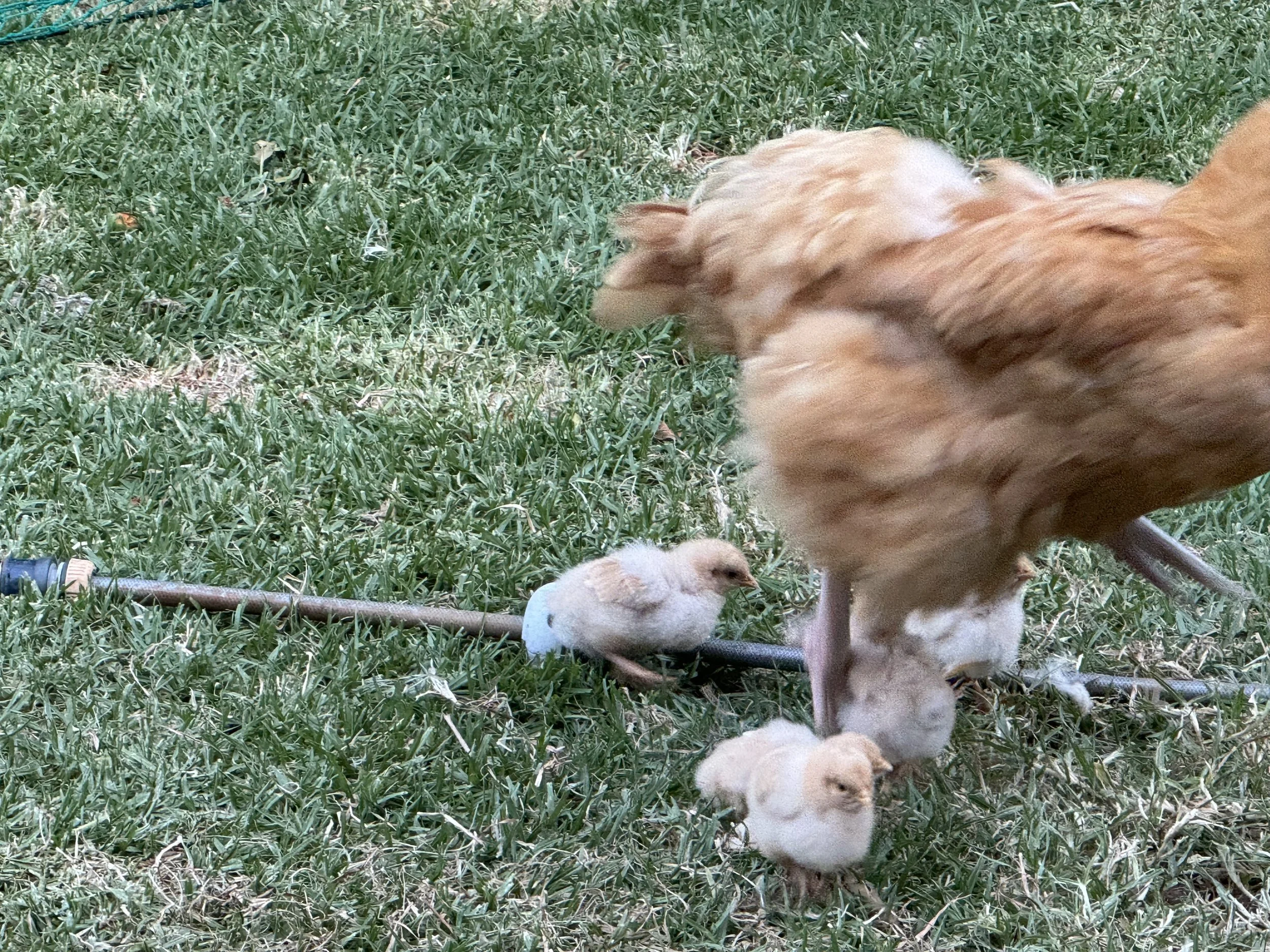 Photo 6-2-2026, 7 50 12 pm.jpg