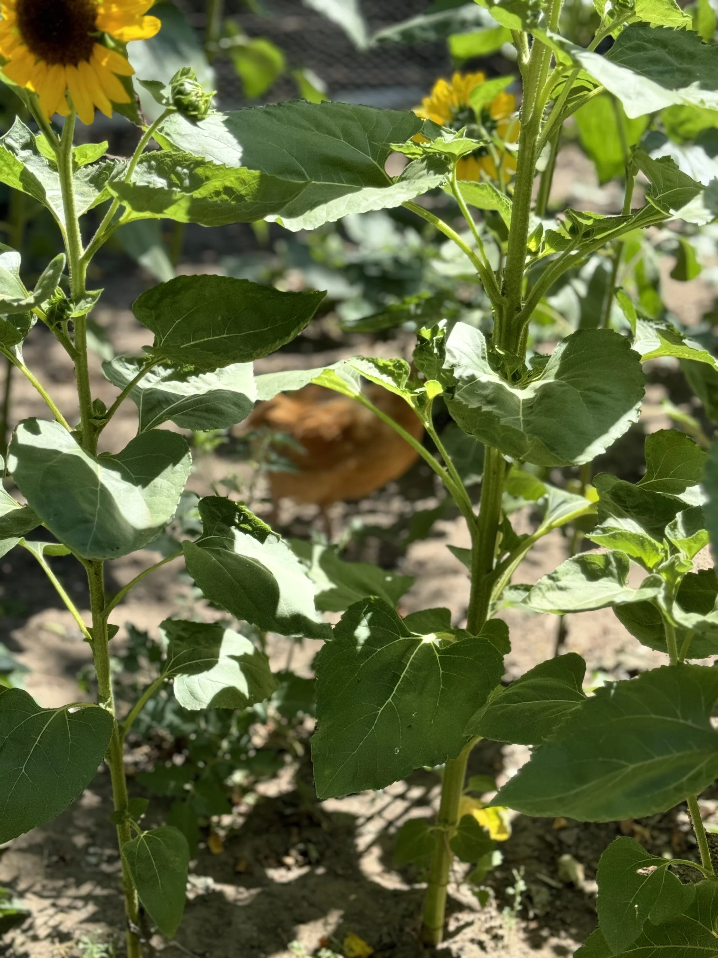 Photo 6-2-2026, 11 10 14 am.jpg