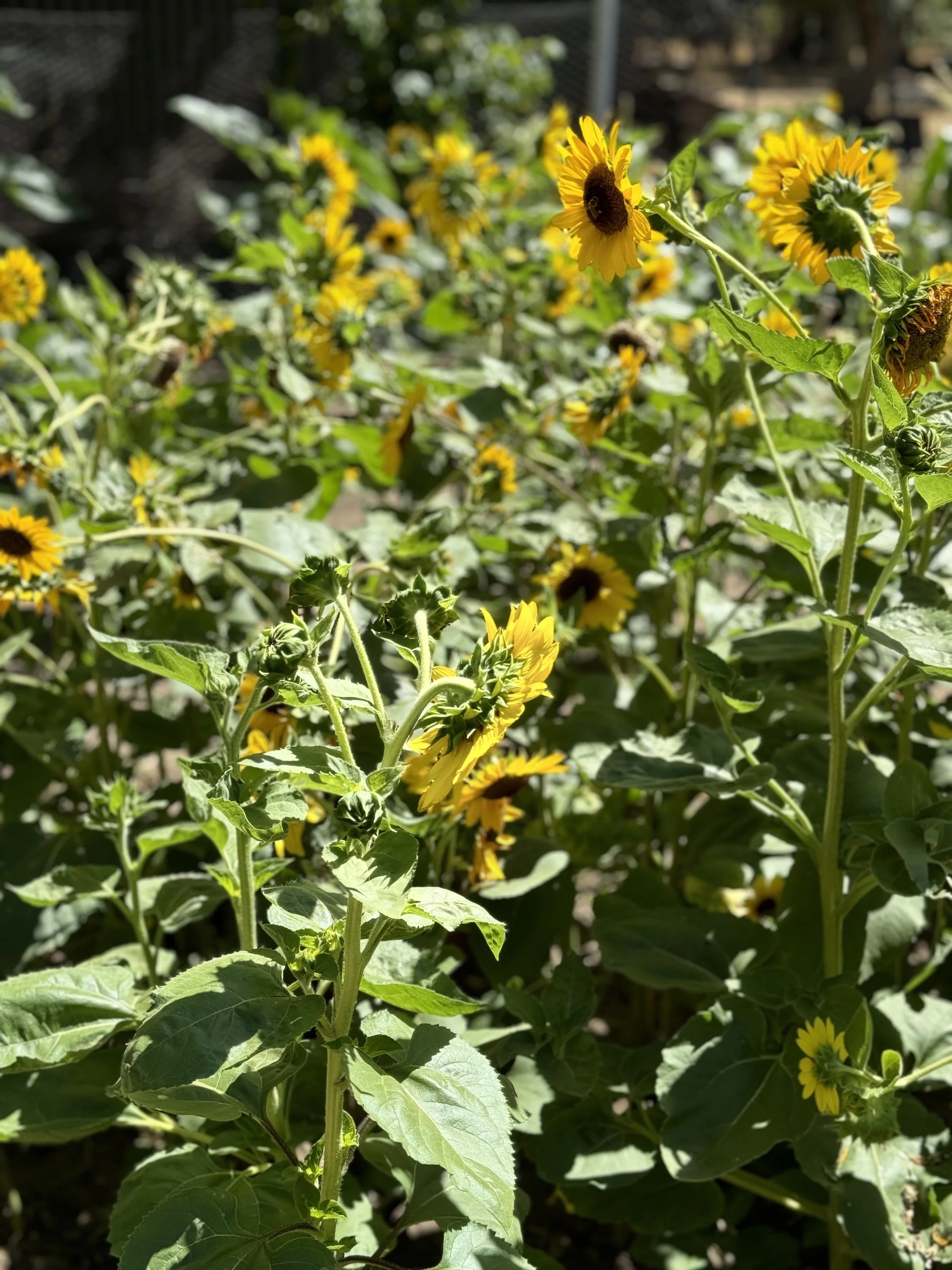 Sunflowers and Chicks
