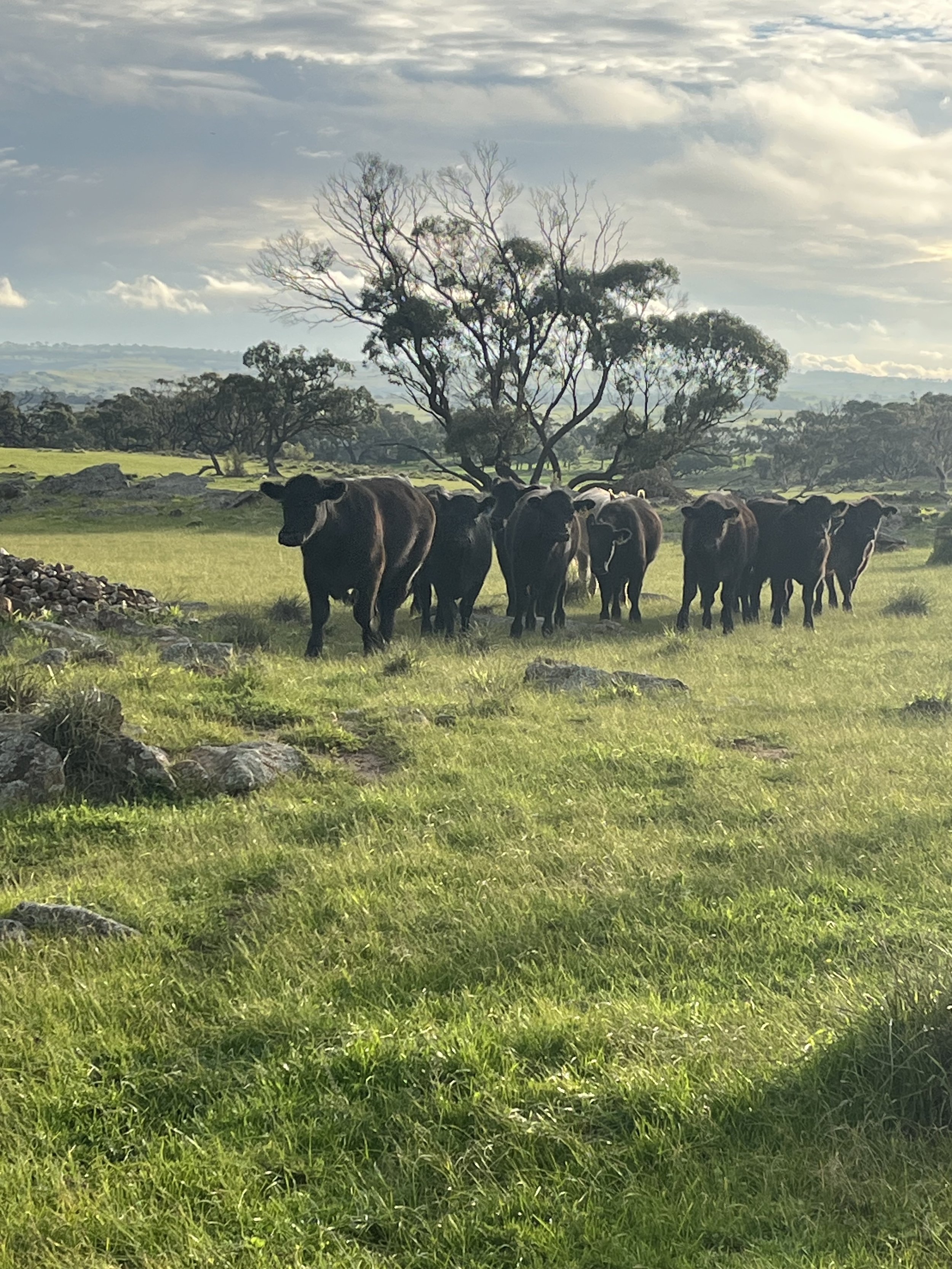 Peppermint Ridge Farm Co July 2026 Steers and Heifers