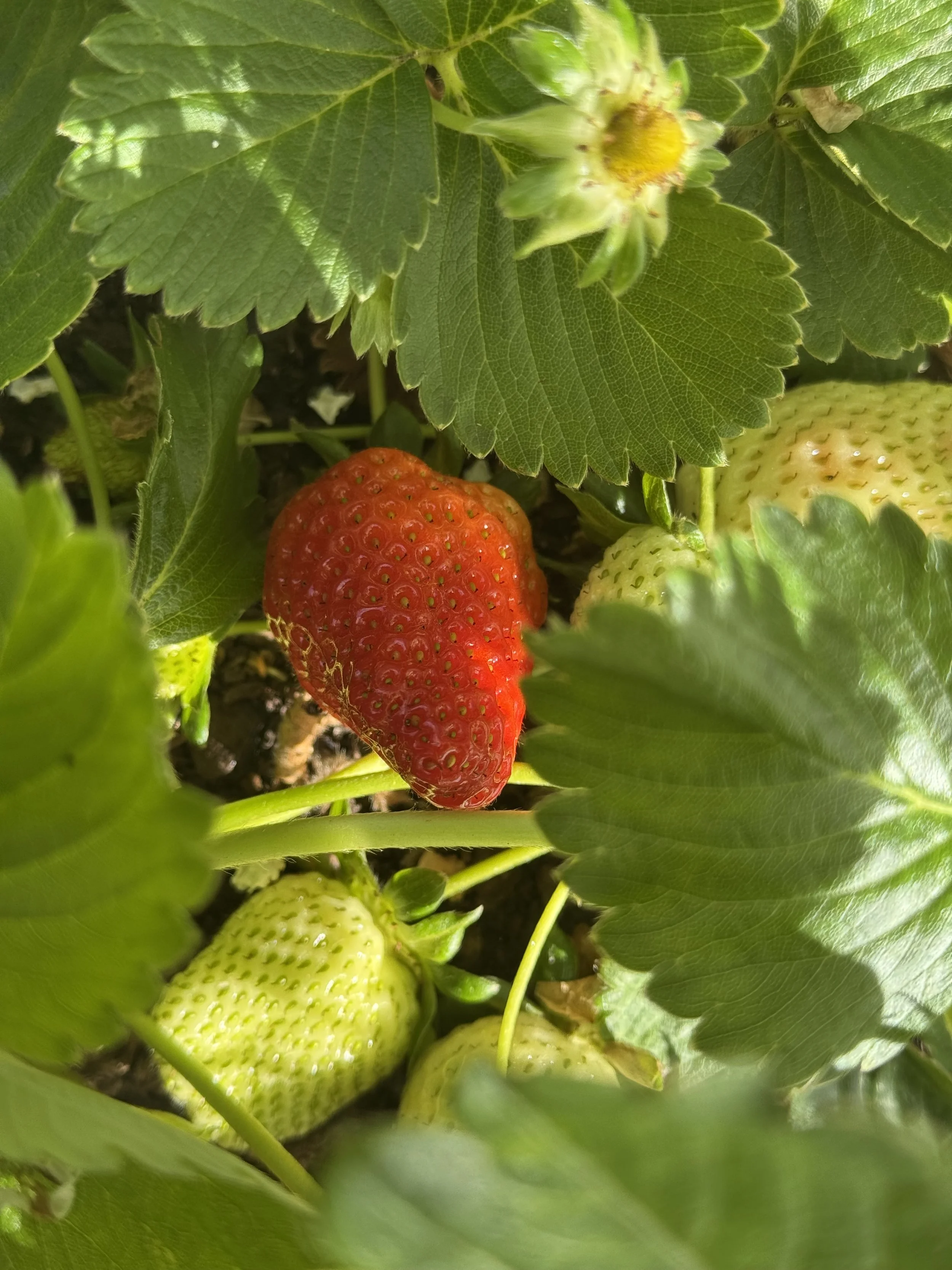 Strawberry Spring 2026 Peppermint Ridge Farm Co