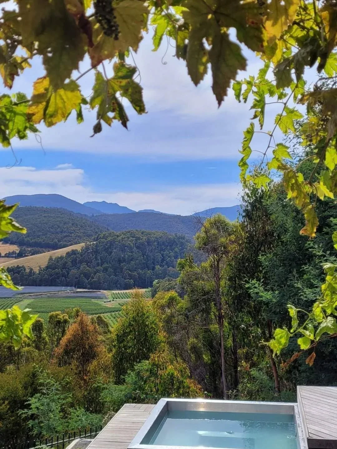 Dreaming of spring and the greens upon greens to come. We planted this grape vine on the corner of our cabin and for the first year or so, we had bunches of grapes hanging down over our windows and patio door. What a dream! Now it frames the views fr