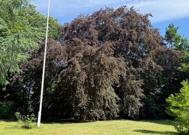 Fredtoftegårds Rødbøg
