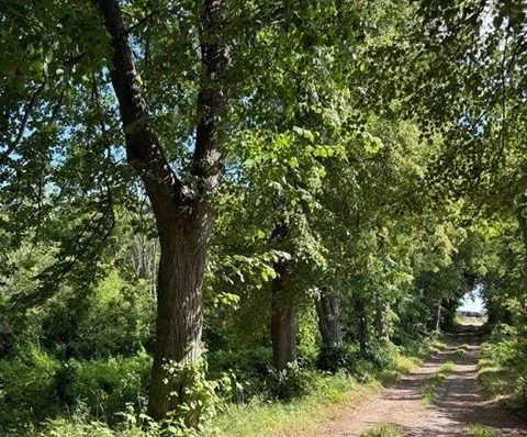 Fredtoftegårds Lindeallé