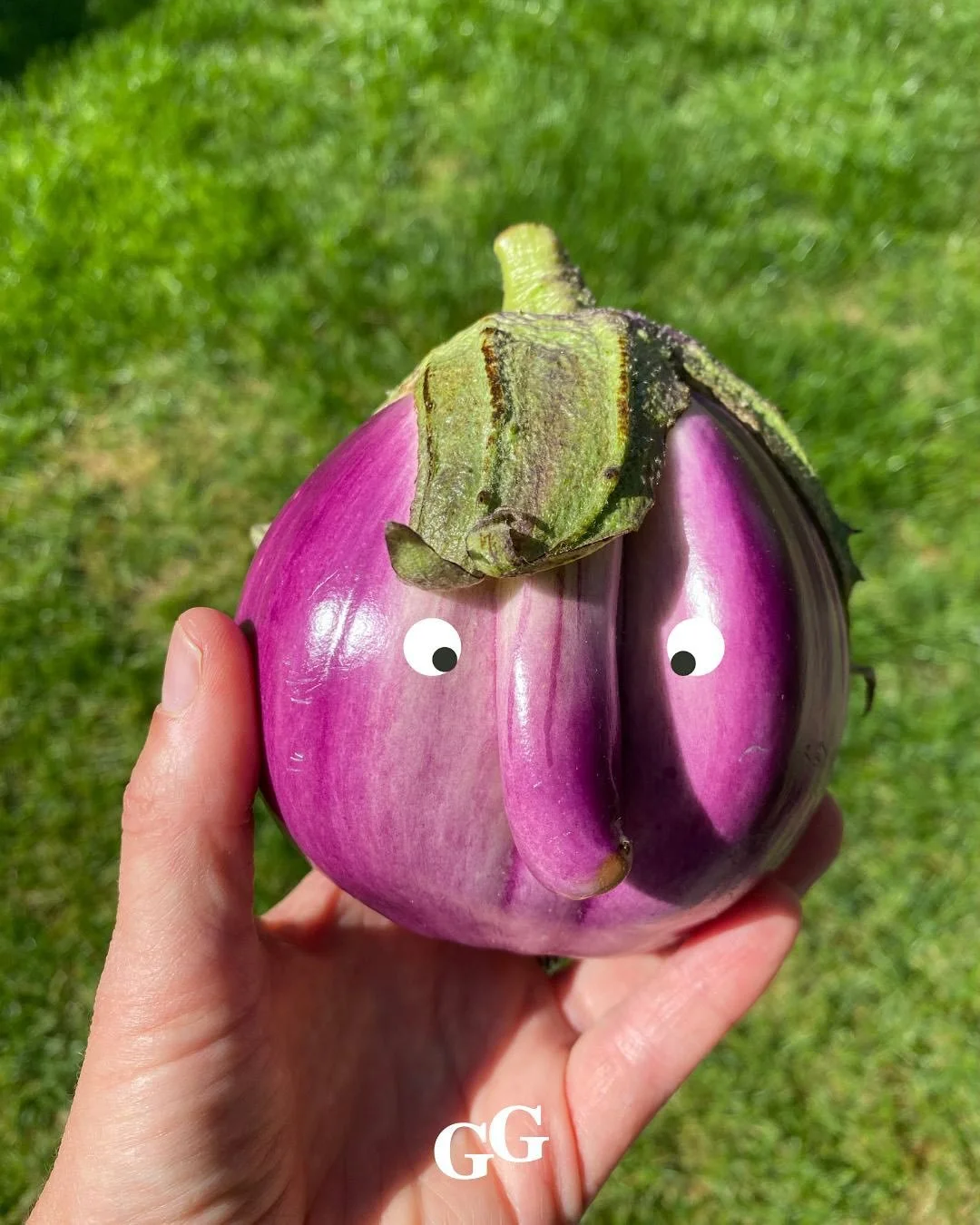 Zo zie je ze niet bij de supermarkt 🍆 

En zo jammer, want naast dat de smaak zo puur is, spreekt het ook je fantasie aan!

#aubergine #zelfoogsttuin #pluktuin #groentegenootschap #korteketen