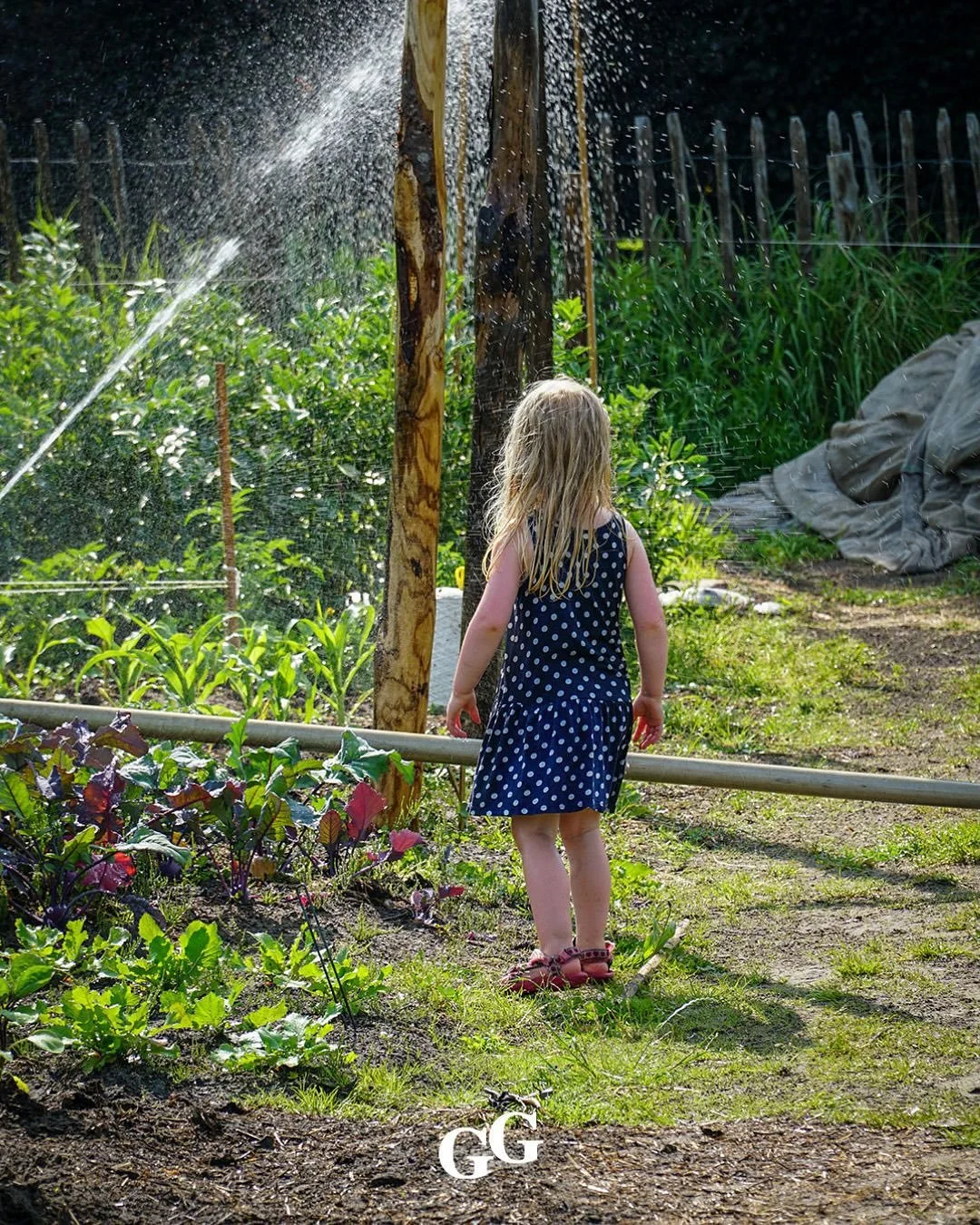 Zomer op de tuin
Het is nu &eacute;cht zomer &ndash; en dat merken we overal. Alles groeit volop, het werk gaat in hoog tempo door. We zaaien en planten waar mogelijk en oogsten dagelijks courgettes. Ook zijn de eerste komkommers, aubergines en rijpe