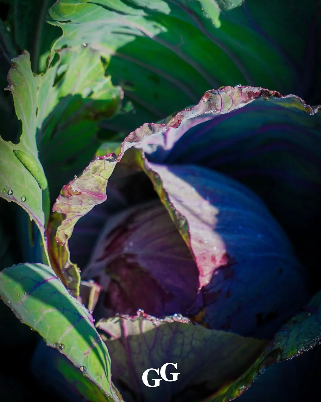 Oogsten op een plek waar ooit kasteelheren aten.

Onze nieuwe tuin in Heemskerk is een bijzondere plek, dat voel je aan alles! Vanaf nu kun je daar ook Groente Genoot worden. 

🍁Herfst abonnement:
Gedurende acht weken pluk je eigen palmkool, spinazi
