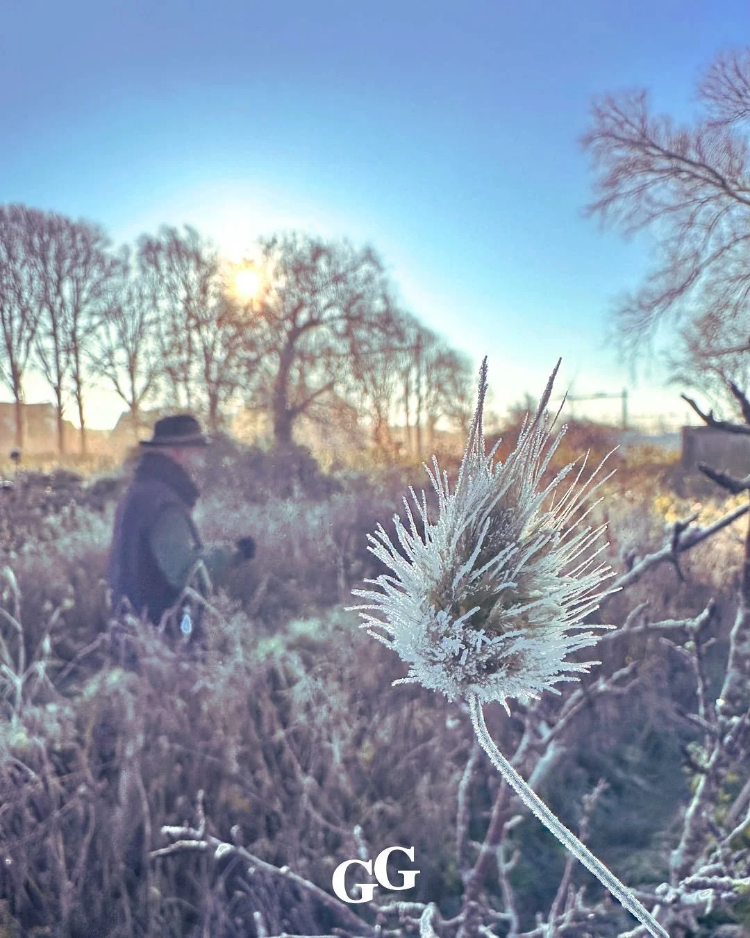 In veel moestuinen loopt het seizoen ten einde &hellip; maar bij ons? Hier blijft de tuin maar doorgeven.
 Terwijl de randen wit worden van de vorst, komen er nog steeds mooie en lekkere verrassingen uit de grond. Winterpostelein, aardpeer, prei, &ea