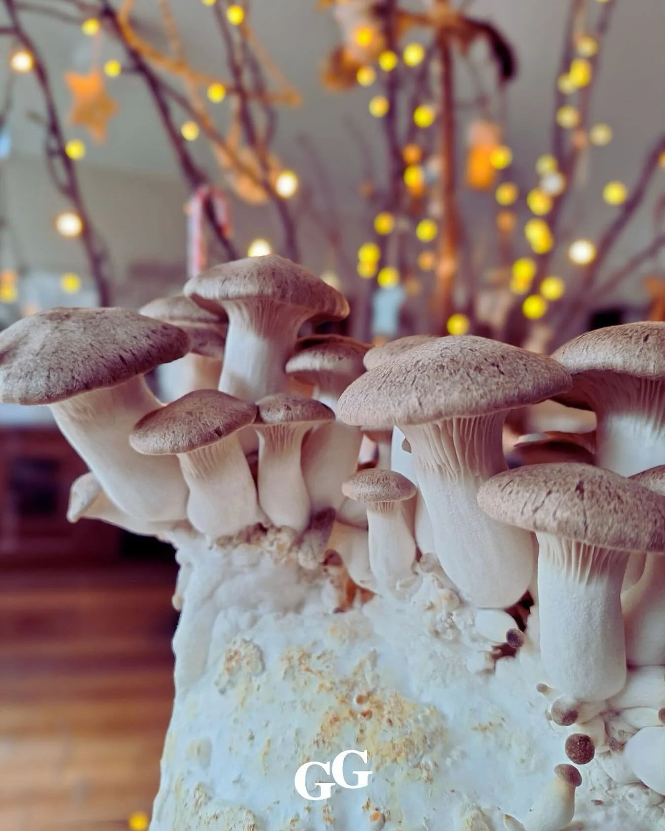 Tussen de feestdagen door groeit het gewoon verder 🍄
 Bij een Groentegenoot thuis schieten de paddenstoelen uit de kweekbaal, met kerstlichtjes op de achtergrond. Een mooi beeld om het jaar mee af te sluiten.

We wensen jullie fijne, gezellige dagen