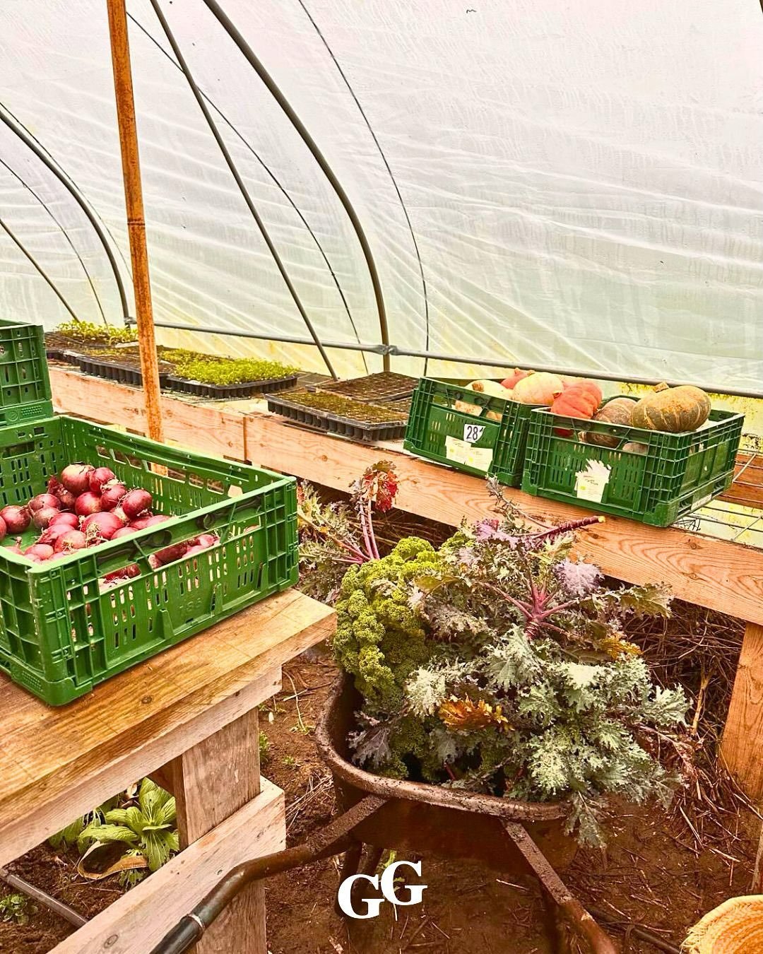 Een winterblik op de tuin ❄️ 
 Op het eerste gezicht lijkt het rustig, maar wie beter kijkt ziet dat er juist van alles gebeurt.

De winterpakketten draaien op volle toeren. Het land geeft nog steeds genoeg om te oogsten en te delen, ook nu! Dat blij