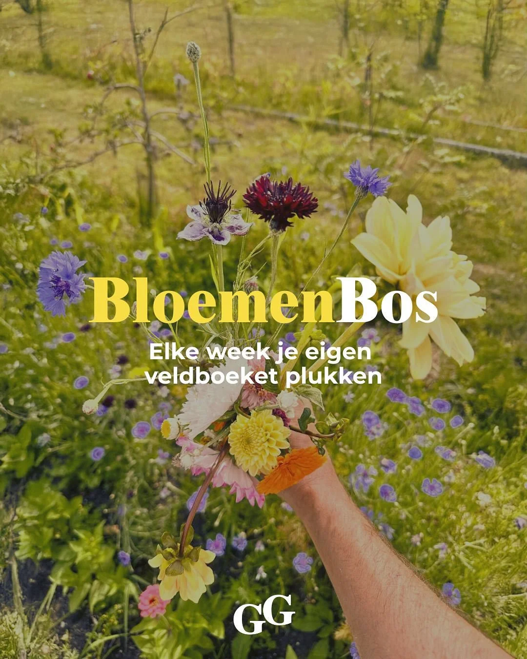 Ons bloemen experiment is uitgegroeid tot een heel mooi succes. En dat smaakt naar meer!

We verbeterden het teeltplan, waardoor we het seizoen langer &eacute;n diverser maken. M&eacute;&eacute;r kleuren, m&eacute;&eacute;r keuzes en combinaties dus!