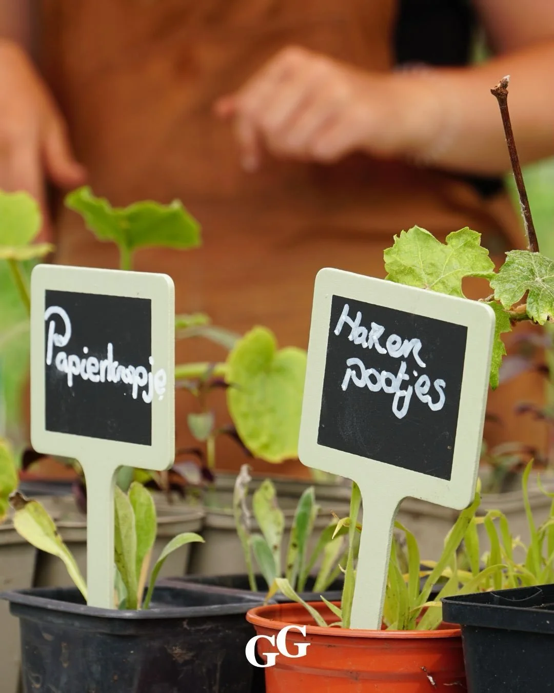 🌱🌱🌱🌱🌱🌱🌱

Afgelopen vrijdag was er op de tuin, in samenwerking met VONK (de groenschool in Castricum) @vonk.castricum een heuse plantjesmarkt. Er werden diverse plantjes verkocht, waaronder plantjes die we zelf opkweken (tomaat, artisjok, basil