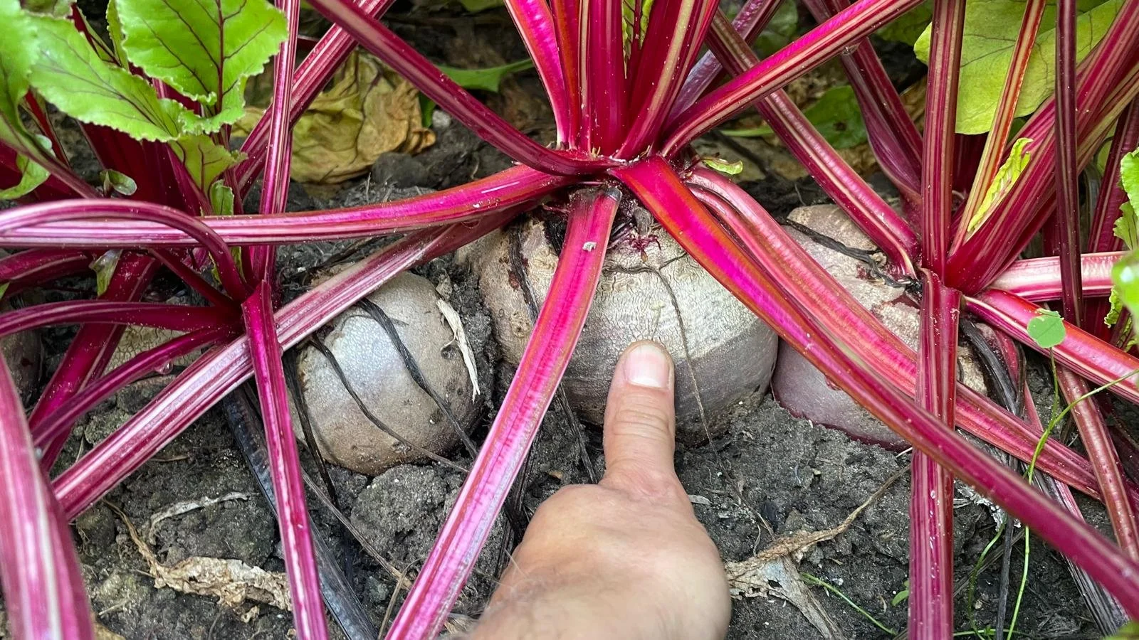 WhatsApp Image 2025-09-02 at 14.59.39 (4).jpeg