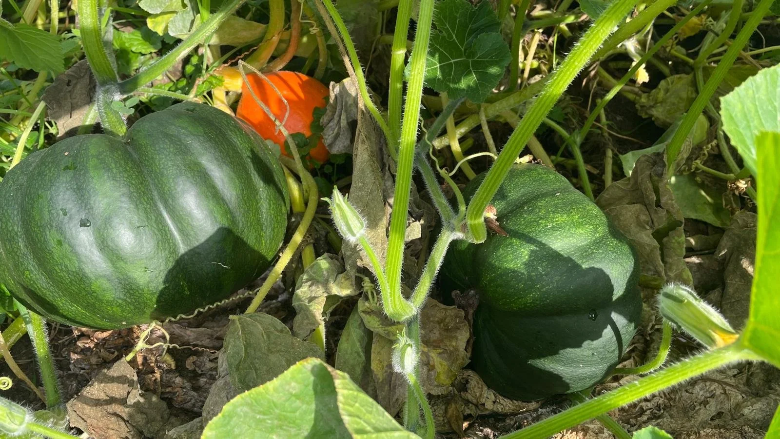 WhatsApp Image 2025-09-02 at 14.59.40 (3).jpeg