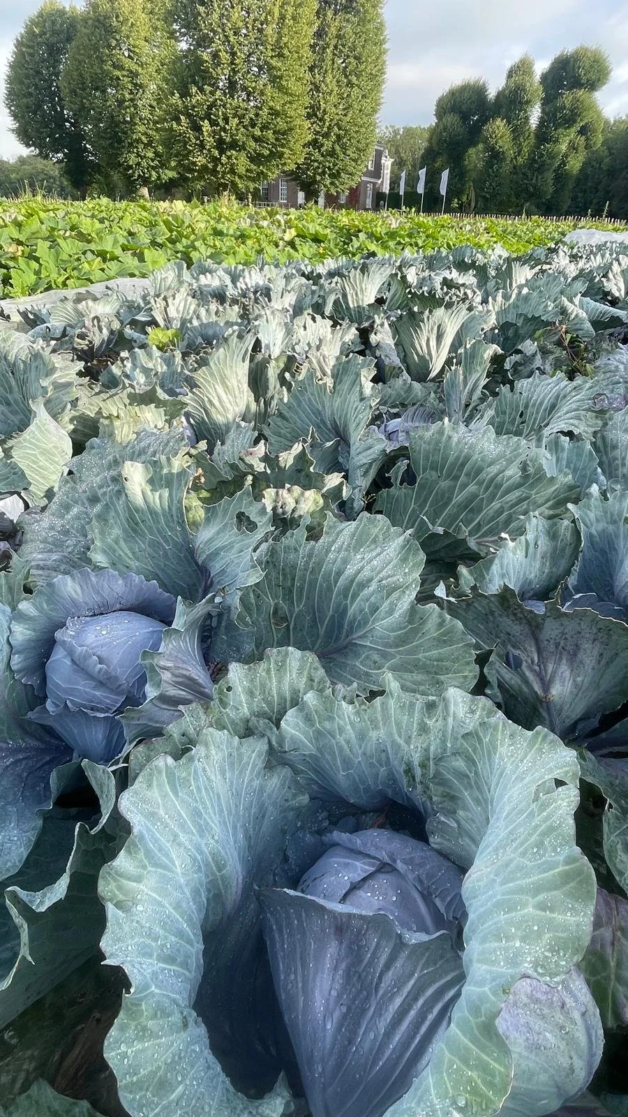 WhatsApp Image 2025-09-02 at 14.59.41.jpeg