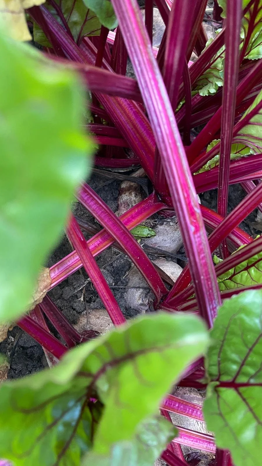 WhatsApp Image 2025-09-02 at 14.59.39 (3).jpeg