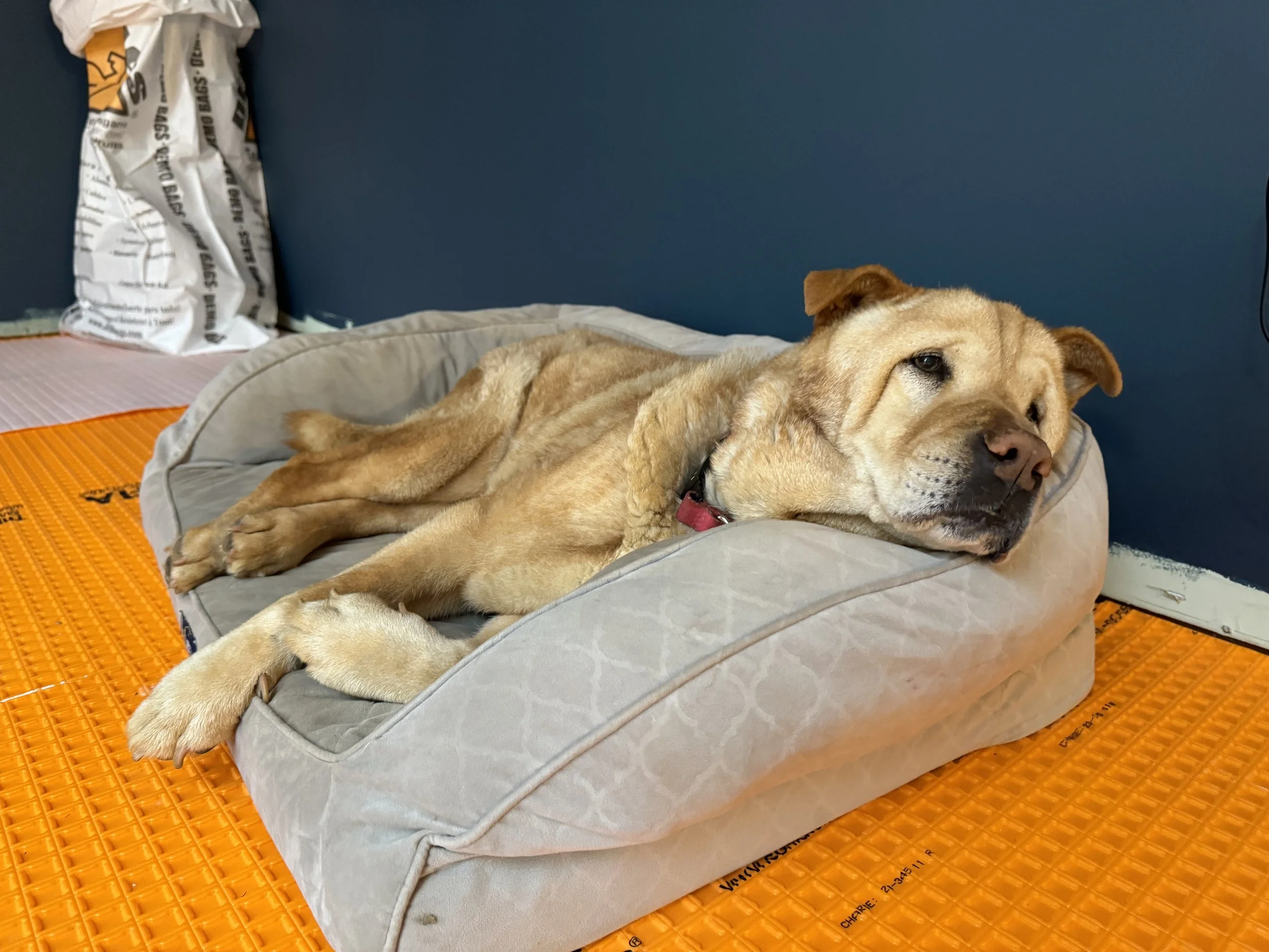 Thelma on her bed
