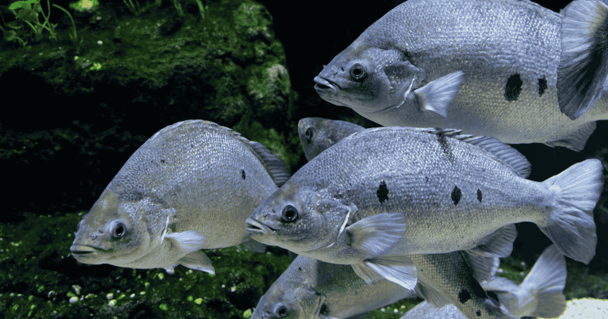 Sea Life Around Paros, Discover the Underwater World