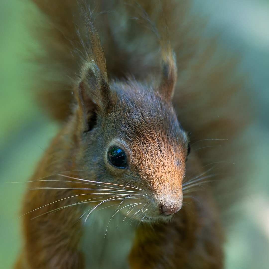 20240514-DSC_0873-NEF_DxO_DeepPRIME-Social media vierkant.jpg