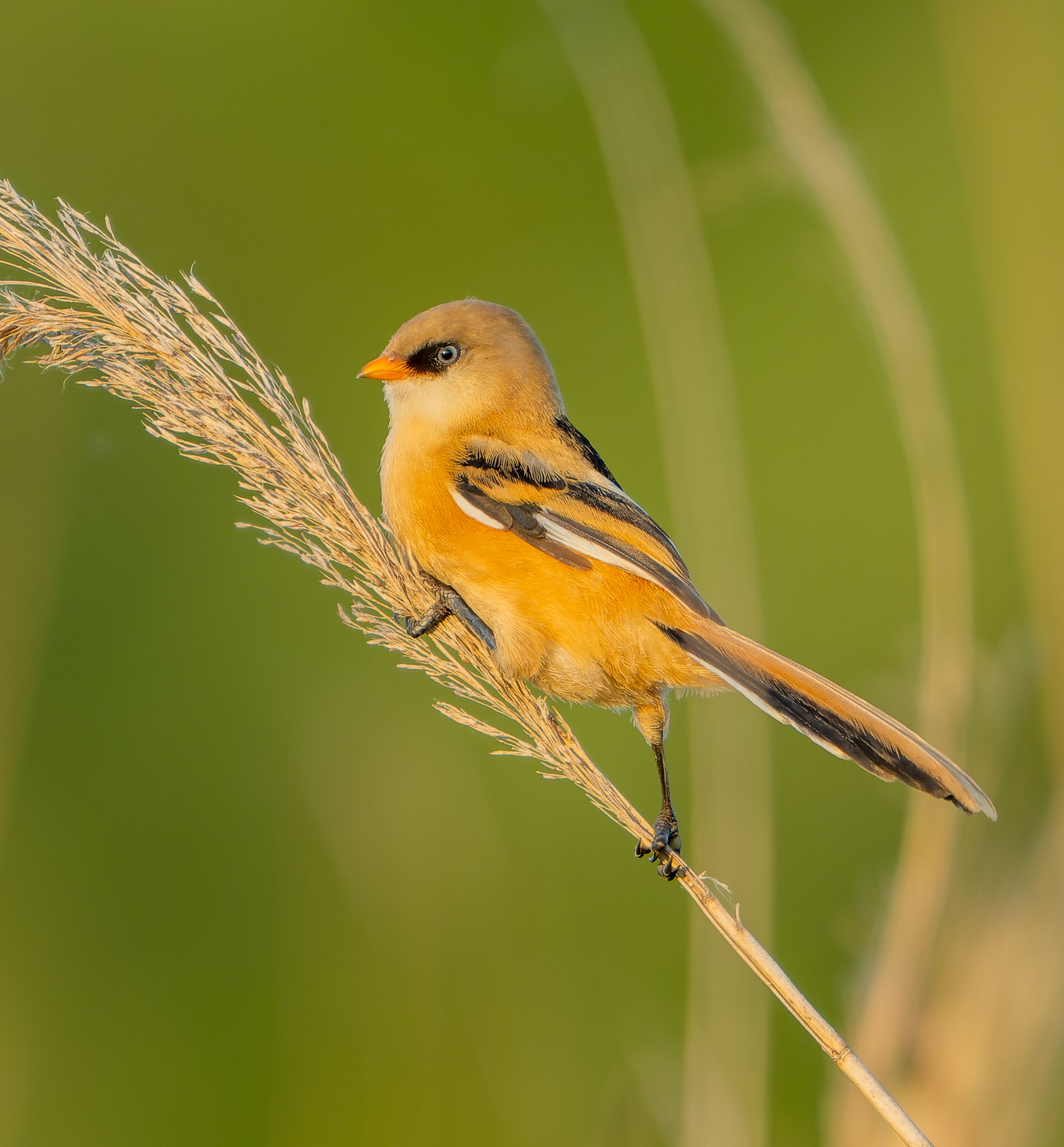 Juveniele Baardman