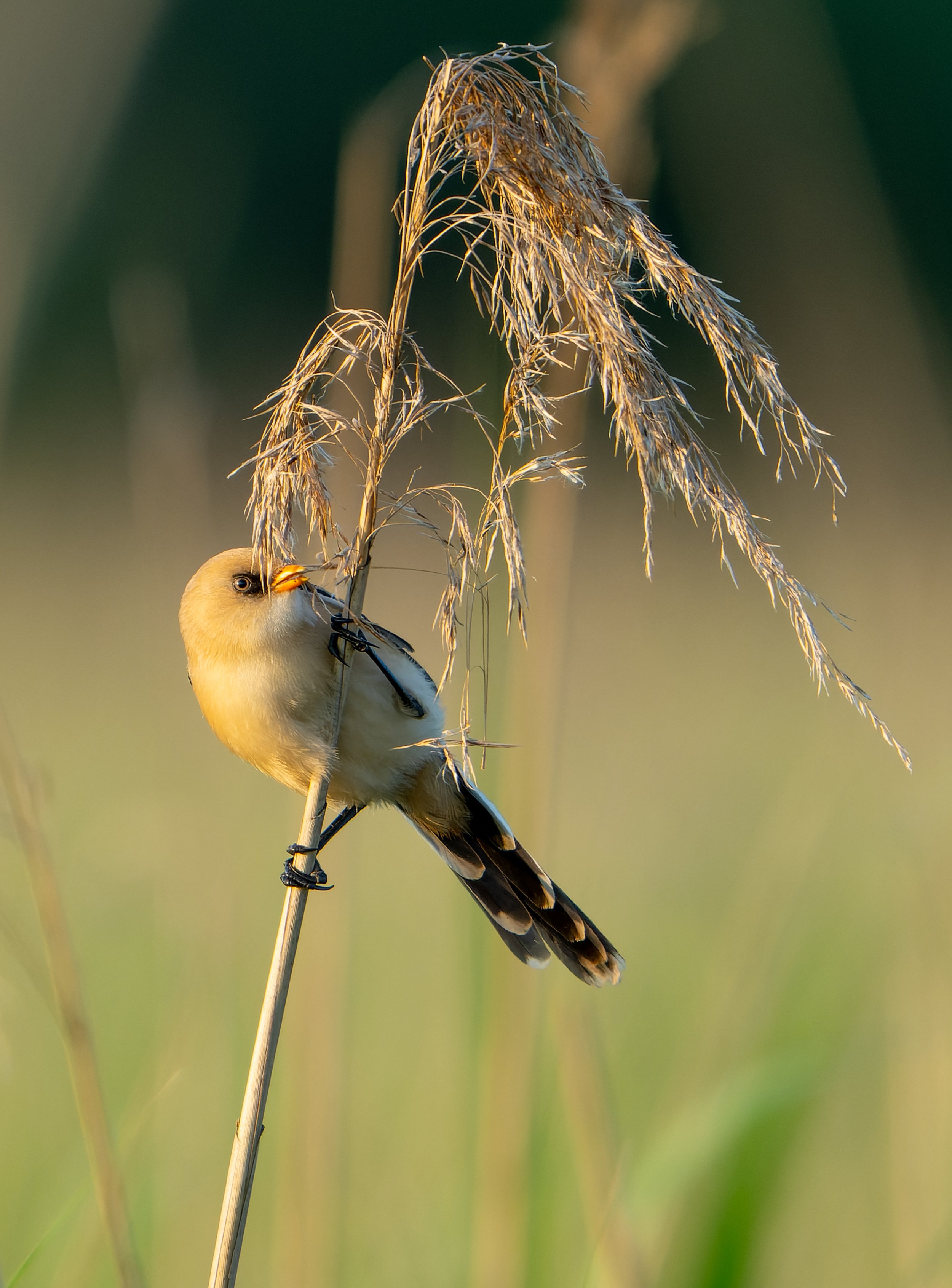 Baardman op gras