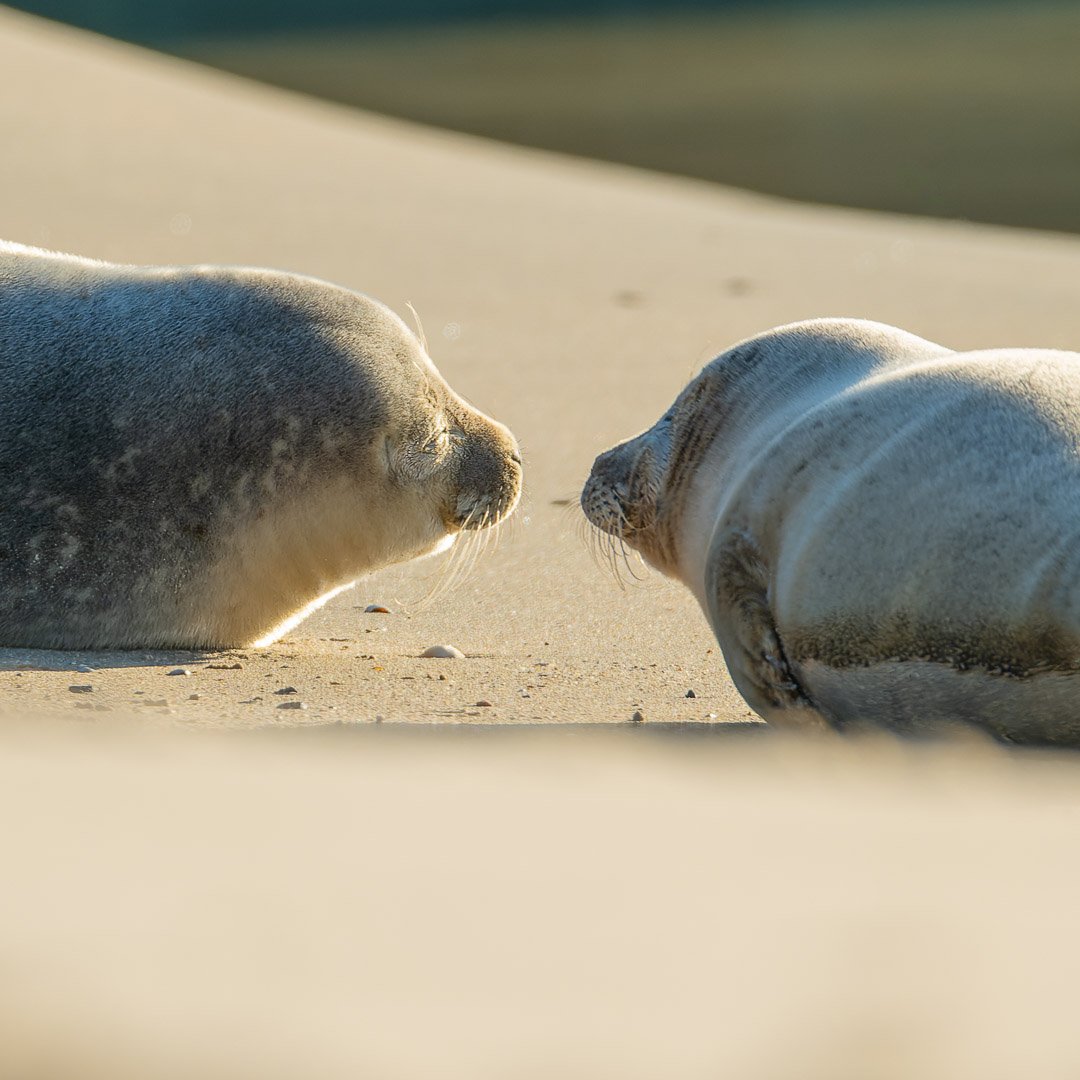 Seal love