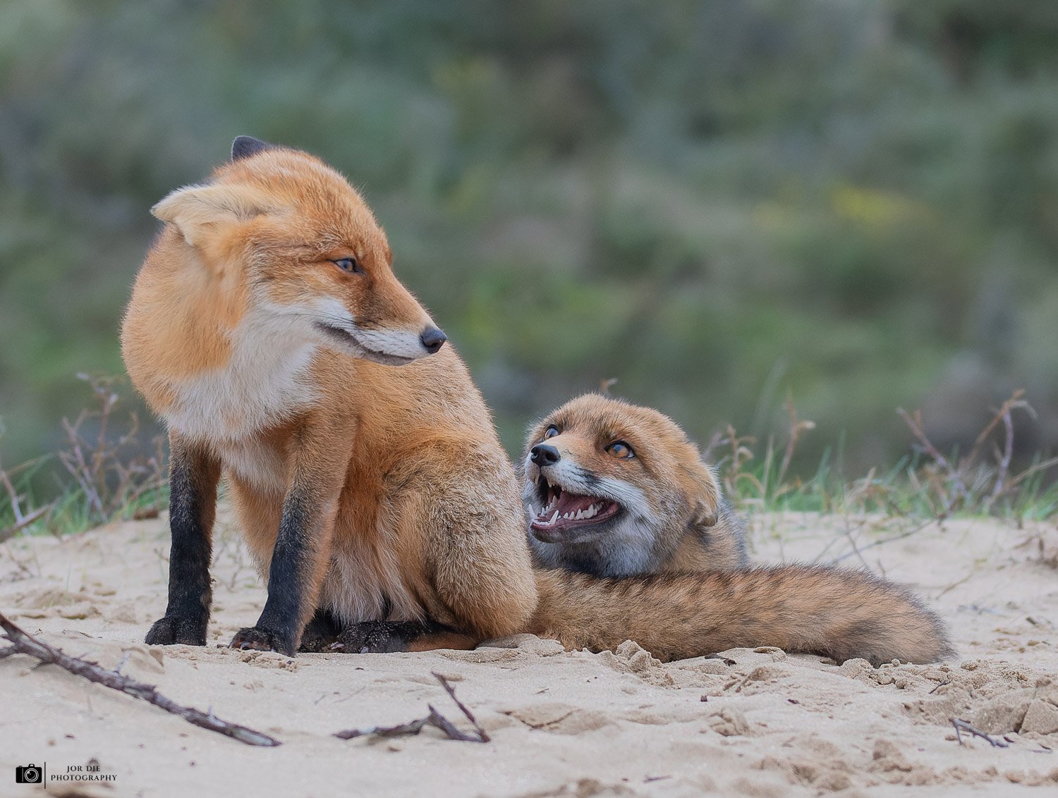 JOR_9488-NEF_DxO_DeepPRIME-Social media met logo.jpg